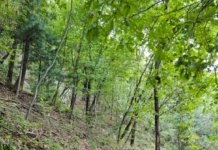 관악구, 관악산 일대 등산로 정비해 주민의 안전하고 쾌적한 등산환경 조성 박차