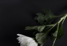 서울시, 제주항공 여객기 사고 희생자 합동분향소 10일까지 연장 운영